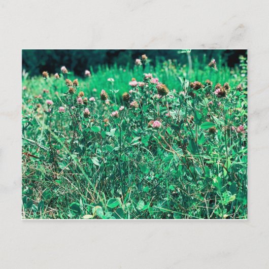 Dicken Postkarte (Vorderseite)