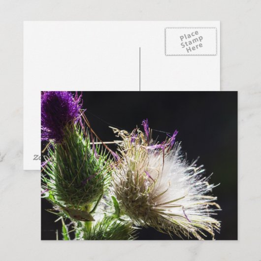 Dickenkarte Postkarte (Vorne/Hinten)