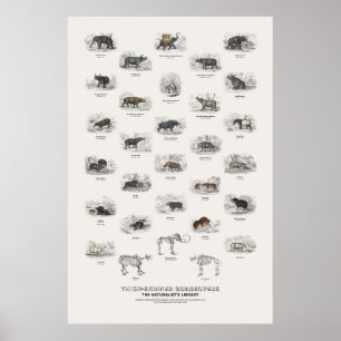 Dickhäutige Vierfüßler - Naturalist's Library Poster