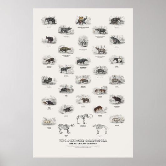 Dickhäutige Vierfüßler - Naturalist's Library Poster (Vorne)