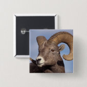 Dickhornschaf, Bergschaf, Ovis canadensis, Button (Vorne & Hinten)