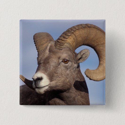 Dickhornschaf, Bergschaf, Ovis canadensis, Button (Vorderseite)