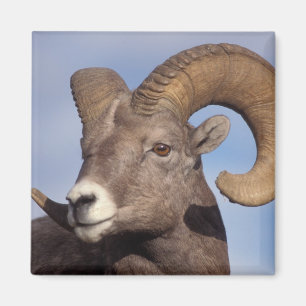 Dickhornschaf, Bergschaf, Ovis canadensis, Magnet