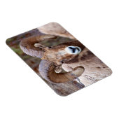 Dickhornschaf Magnet (Rechte Seite)