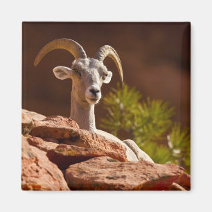 Dickhornschaf (Ovis canadensis nelsoni). Magnet