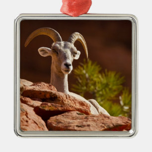 Dickhornschaf (Ovis canadensis nelsoni). Silbernes Ornament