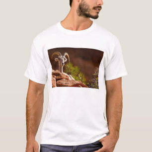 Dickhornschaf (Ovis canadensis nelsoni). T-Shirt