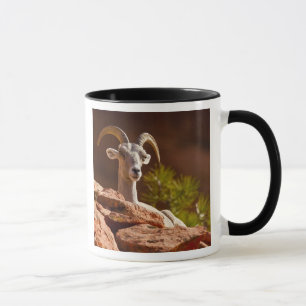 Dickhornschaf (Ovis canadensis nelsoni). Tasse
