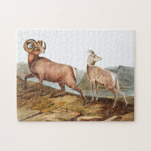 Dickhornschaf (Ovis montana) Illustration Puzzle
