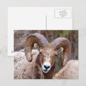 Dickhornschaf Postkarte (Vorne/Hinten)