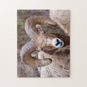 Dickhornschaf Puzzle (Vertikal)