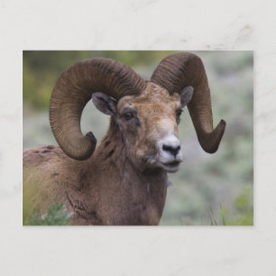 Dickhornschaf-Widder Postkarte