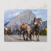 Dickhornschafe in den Rocky Mountains Postkarte (Vorderseite)