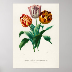 Didier-Tulpe (Tulipa gesneriana) Poster