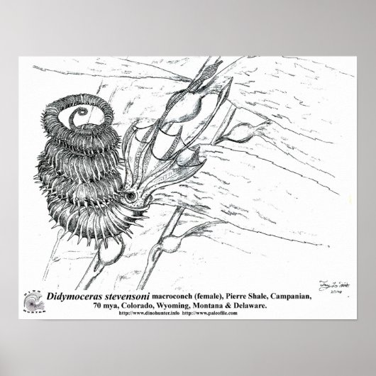 Didymoceras stevensoni poster (Vorne)