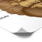 Die 12 cranialen Nerven Poster (Ecke)