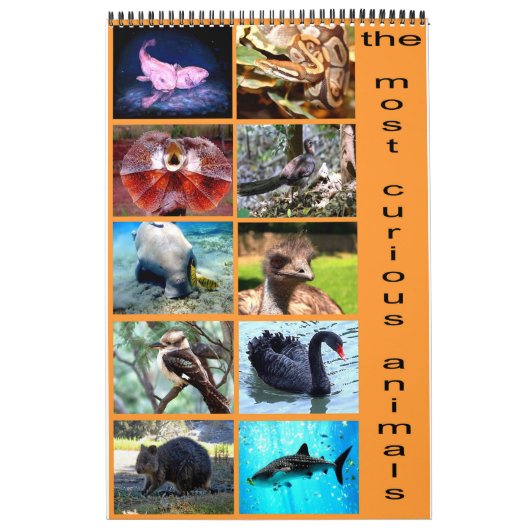 Die 12 seltsamsten Tiere der Welt Kalender (Titelbild)