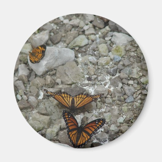 Die 3 Schmetterlinge Magnet (Vorne)