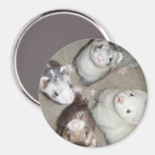 Die 4 Musketeer Ferrets! Magnet (Vorderseite/Rückseite)