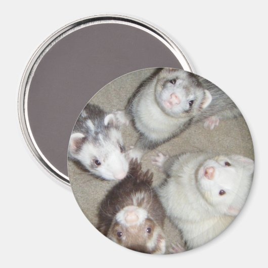 Die 4 Musketeer Ferrets! Magnet (Vorderseite/Rückseite)