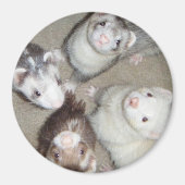 Die 4 Musketeer Ferrets! Magnet (Vorne)