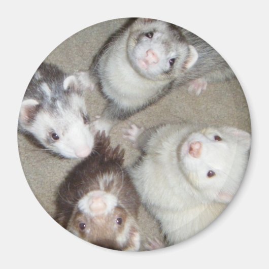 Die 4 Musketeer Ferrets! Magnet (Vorne)