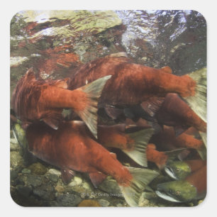 Die Adams River Sockeye Run ist eine der Quadratischer Aufkleber