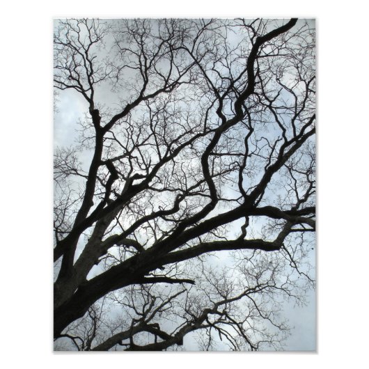 Die Adern des Baumes Fotodruck (Vorne)