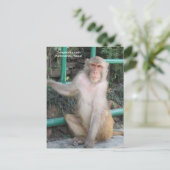 Die Affen von Swayambhunath Postkarte (Stehend Vorderseite)