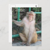 Die Affen von Swayambhunath Postkarte (Vorne/Hinten)