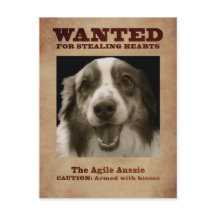 Die Agile Aussie
