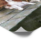 Die Akkolade mit 2 Blenheim Cavalier King Charles Poster (Ecke)