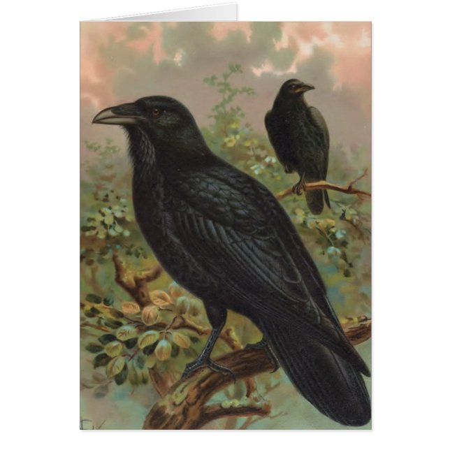 Die allgemeiner Raben-Vintage Vogel-Illustration (Vorne)