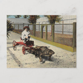 Die Alligator Go-Kart-Postkarte Postkarte