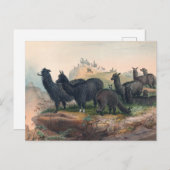 Die Alpaca von Joseph Wolf Postkarte (Vorne/Hinten)