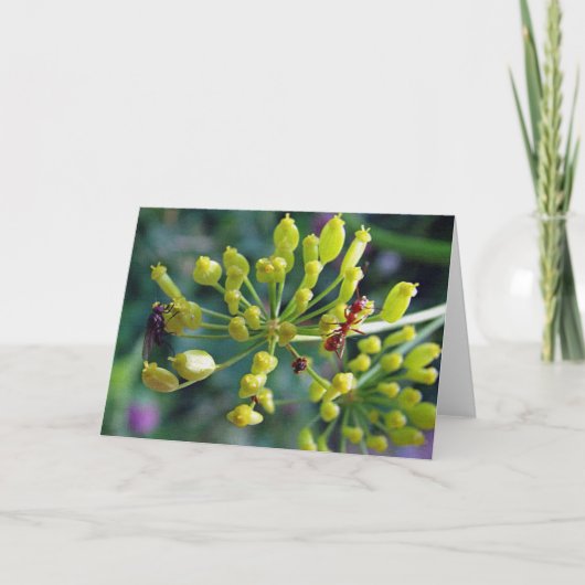 Die Ameise, die Fliege und das Unkraut Karte (Vorderseite)