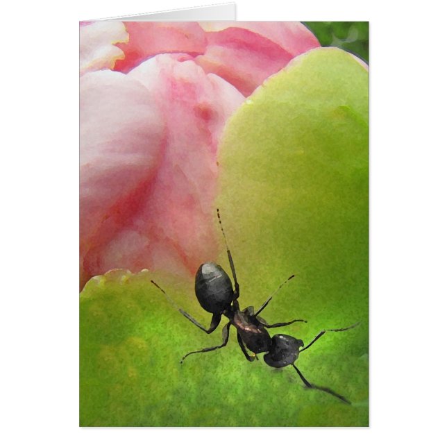 Die Ameise und die Pfingstrose (Vorne)