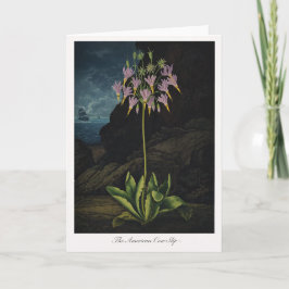 Die Amerikanische Kuhschelle — Moderne Botanische Karte