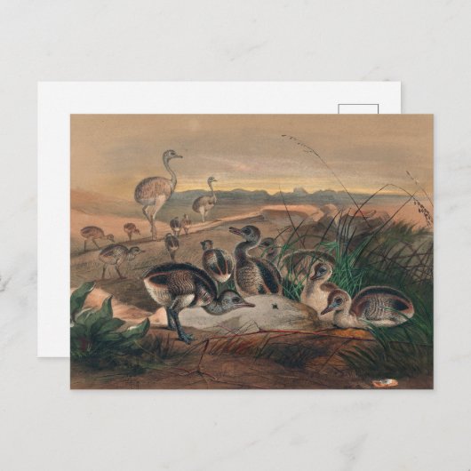 Die amerikanische Rhea von Joseph Wolf Postkarte (Vorne/Hinten)