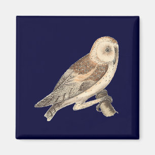 Die amerikanische Schleiereule (Strix pratincola) Magnet