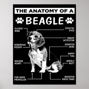 Die Anatomie   Beagle Dog   Fantastischer Hund Poster
