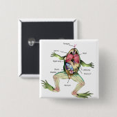 Die Anatomie des Frosches Button (Vorne & Hinten)