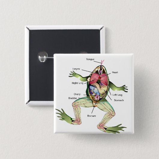 Die Anatomie des Frosches Button (Vorne & Hinten)