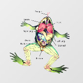 Die Anatomie des Frosches Fensteraufkleber (Blatt)