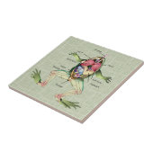 Die Anatomie des Frosches Fliese (Seite)