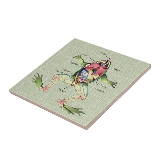 Die Anatomie des Frosches Fliese (Seite)
