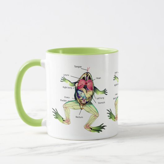 Die Anatomie des Frosches ist grün Tasse (Links)
