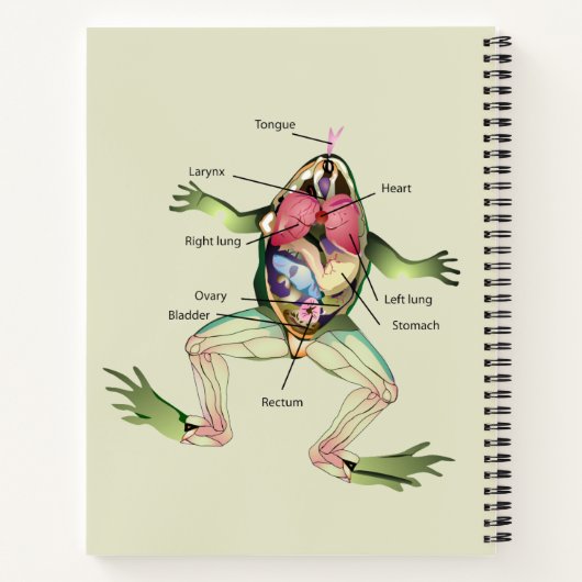 Die Anatomie des Frosches Personalisiert Notizblock (Rückseite)