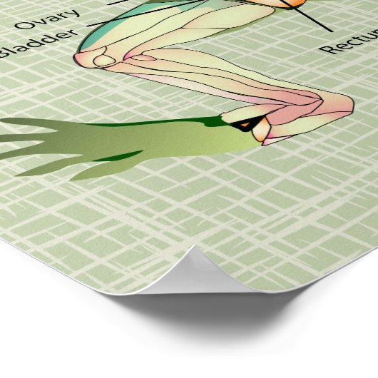 Die Anatomie des Frosches Poster (Ecke)