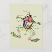Die Anatomie des Frosches Postkarte (Vorderseite)
